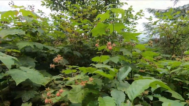 Golden Ears Park 金耳朵省立公園 смотреть онлайн