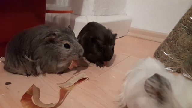 Our baby guinea pigs eating apple peel! смотреть онлайн