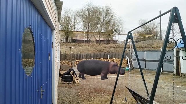 монстр у нас за окном | зоочосис Zoochosis