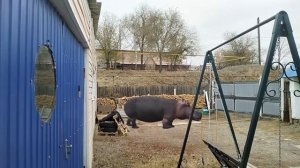 монстр у нас за окном | зоочосис zoochosis