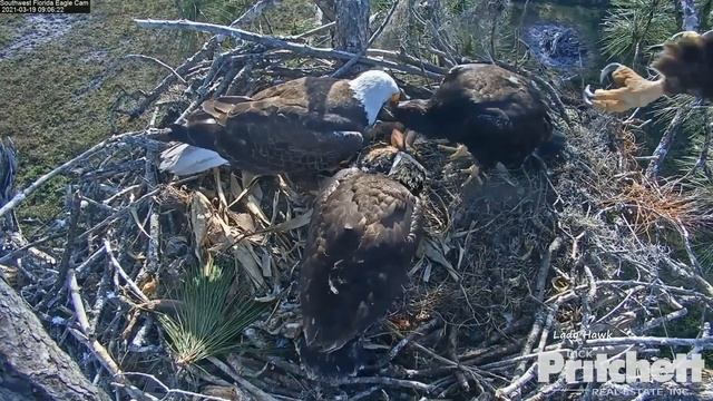 SWFL Eagles ~ M Delivers Rabbit & Feeds The E's! E18 Mantles Prey! Both Kids Self Feed! 3.19.21 смотреть онлайн