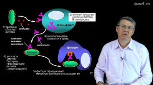 Дубынин В. А. - 100 часов школьной биологии - 1.5. Иммунная система