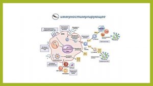 Показания и противопоказания к применению пиявок. Эффективность гирудотерапии