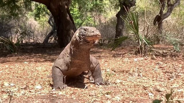 this is how wild a Komodo dragon is when attacking its prey смотреть онлайн