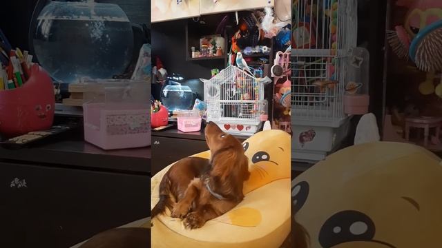 попугай и такса смотреть онлайн