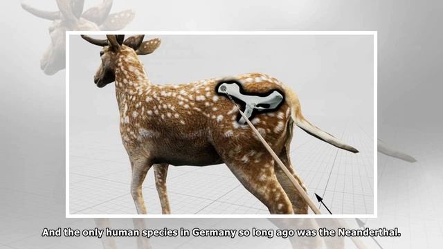 Ancient deer skeleton may reveal how Neanderthals hunted prey смотреть онлайн