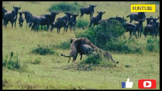 Cheetah | Cheetah cow ka shikar | Cheetah vs Prey #youtube #viral #english #cheetah #views #watch смотреть онлайн