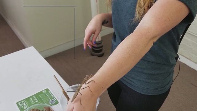 How to Keep and Hatch Praying Mantis Egg Cases (Ootheca) смотреть онлайн