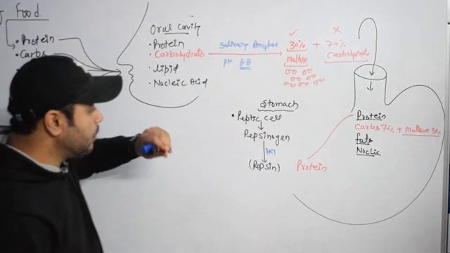 DIGESTION & ABSORPTION ( DIGESTION OF FOOD) LECTURE9. смотреть онлайн