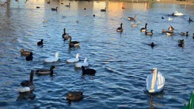 Ducts , grease, komoots and a swan - east park on the last Sunday of 2019 смотреть онлайн