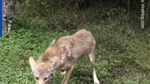 Wolf vc jaguar смотреть онлайн