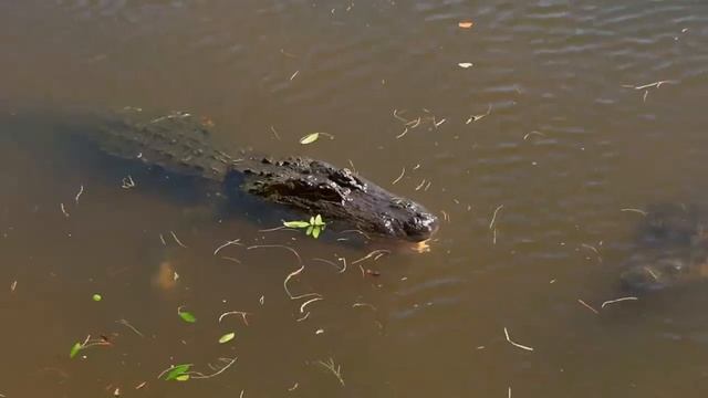 Африка смотреть онлайн