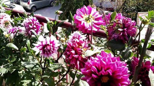 Dahlia plant overview in last year/डहेलिया смотреть онлайн