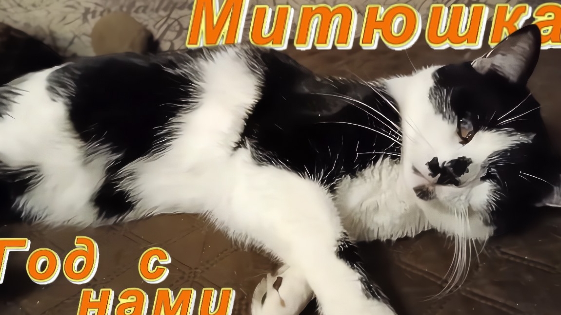 Митюшка. Год с нами. смотреть онлайн