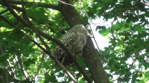 Сова. Длиннохвостая неясыть ругается  ( Strix uralensis )