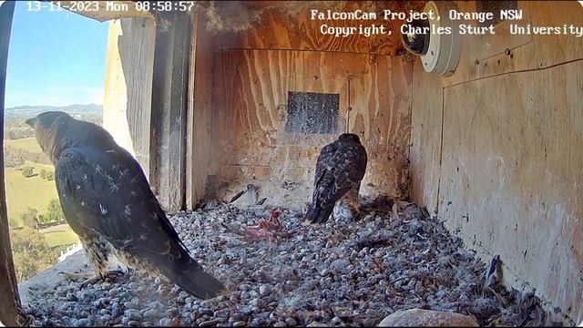 FalconCam Project~Mine! 😎 Barru grabbed the prey~8:58 am 2023/11/12 смотреть онлайн