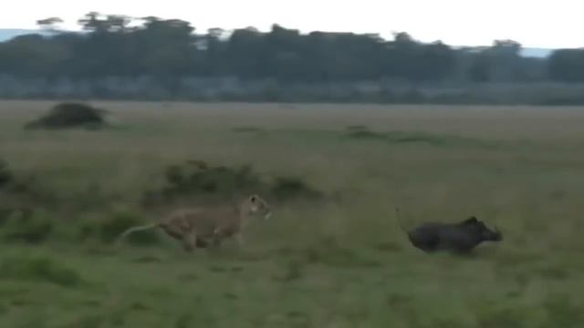 PREDATOR BECOMES THE PREY | Buffalo Herd Flick Lion Into Air To Rescue Warthog смотреть онлайн