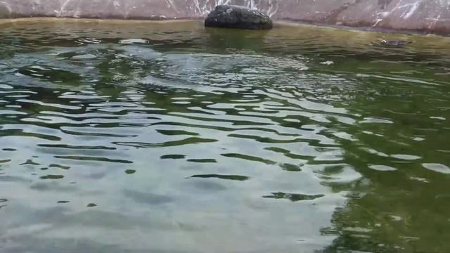WE GO TO EDINBURGH ZOO смотреть онлайн