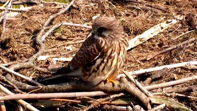Two female Kestrel visits, second time to nest with lizard prey - BIT MISSING - DOP смотреть онлайн