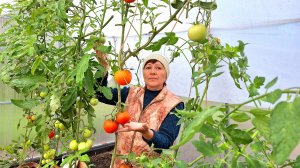 Теплица кормит нас уже полгода | Клубника продолжает плодоносить | Море нас не отпускает