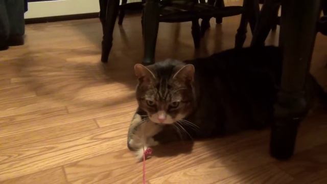 Fat Cat Plays With Mouse смотреть онлайн