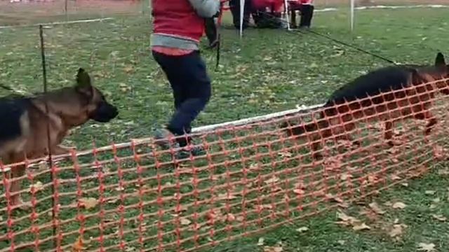 выставка немецкой овчарки.mp4 смотреть онлайн