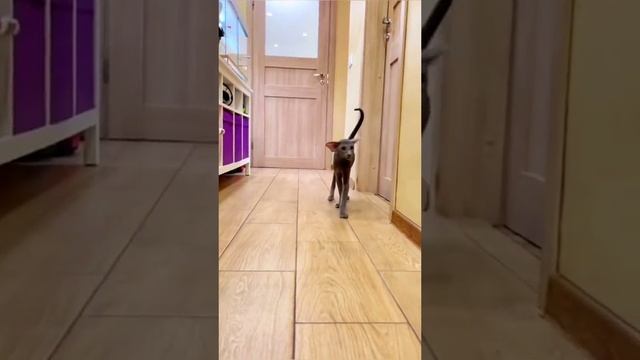 Инопланетный гость смотреть онлайн