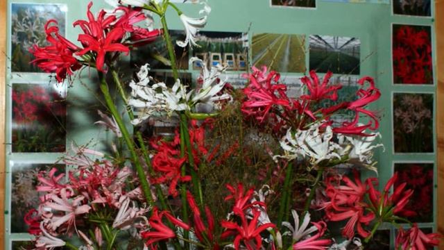 Slot Assumburg NERINE show + ROOFVOGELS / birds of prey - raptores) 2013 - Inessa Galante смотреть онлайн