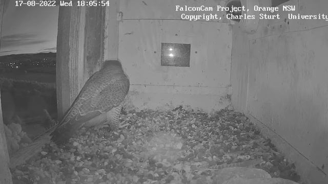 FalconCam Project | Xavier bring prey in evening snack for Diamond | Aug 17, 2022 смотреть онлайн
