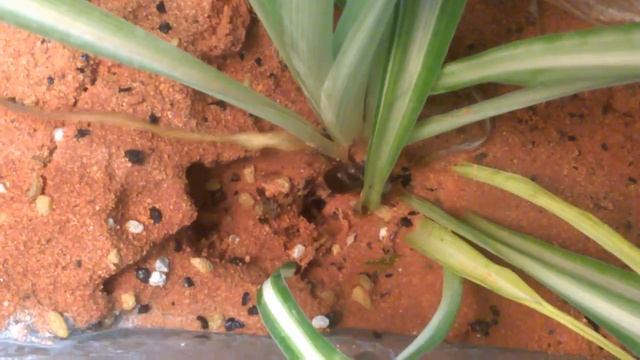 Pheidole spathifera | Sometimes is the prey just TO large to handle!! смотреть онлайн