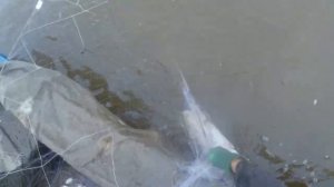 Лососевая путина на  реке амур Хороший улов!.mp4