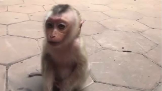 SPECIAL REPORT - The truth about monkey channels - PART 1 смотреть онлайн