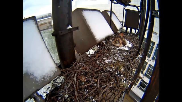 CornellRTHA Cam 'BR Returns For Her Prey! 6:13 pm _4.15.14_ смотреть онлайн