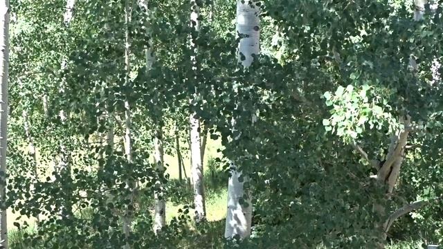Quaking Aspen tree's from the ski slopes of Cuchara, Colorado in July 2020 смотреть онлайн