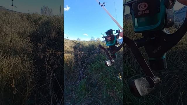 Как Вам эти удилища ? #рыбалка #рыбак #рыбалка2024 #обзор #рыболовныйобзор #удилище #удилищекрокодил смотреть онлайн