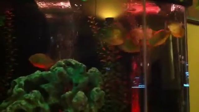 Piranhas stalking prey смотреть онлайн