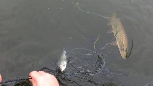 ЗАКРЫТИЕ ЛЕТНЕГО РЫБОЛОВНОГО СЕЗОНА 2024 \ РЫБАЛКА СЕТЯМИ