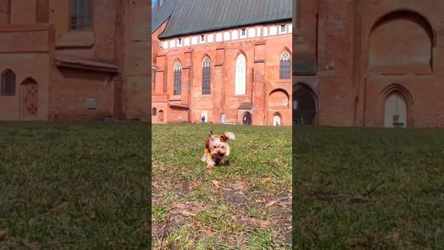 Плюшевый комбинезон для собаки, с необычным арнаментом на воротничке смотреть онлайн