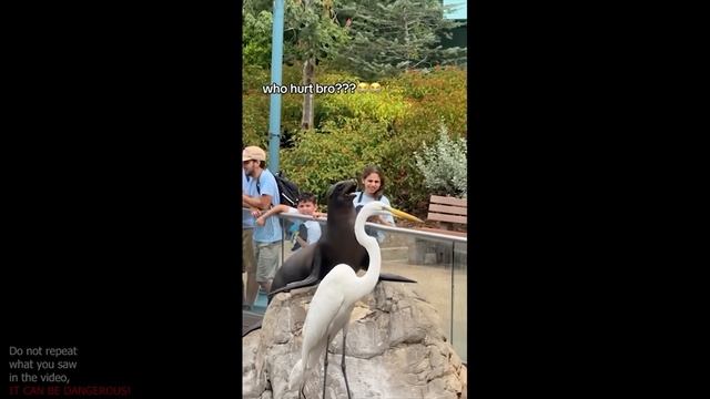 UNUSUAL MEMES COMPILATION V64 (meme.mp4)