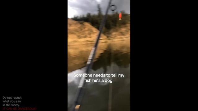 UNUSUAL MEMES COMPILATION V63 (meme.mp4)