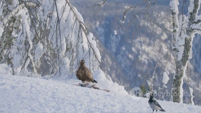 Beware: World's Most Dangerous Birds Unleashed смотреть онлайн