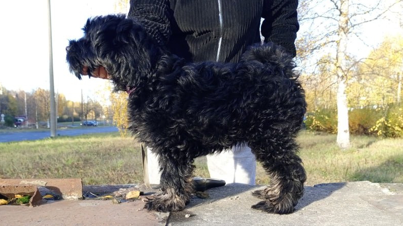 Первая большая прогулка щенков Тибетского терьера смотреть онлайн