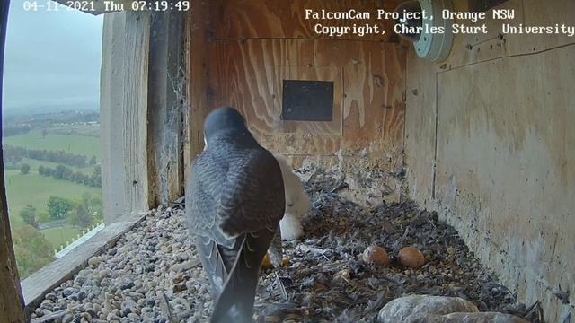 FalconCam Project | Xavier bring prey in breakfast | Diamond feeding Yurruga | 4.11.2021 смотреть онлайн