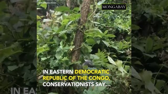 World Gorilla Day 2021: some lessons we learned from the past year смотреть онлайн