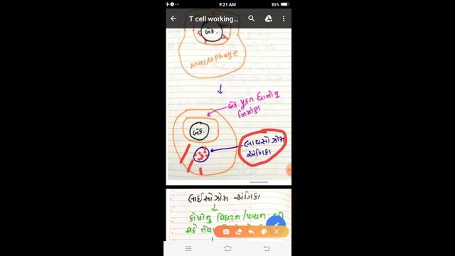 Chapter 8-11th T cell working steps смотреть онлайн