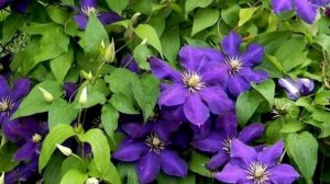 ОБРЕЗКА КЛЕМАТИСОВ ВСЕХ ГРУПП