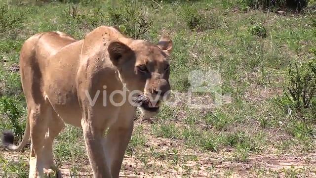 Lioness pants while watching prey in morning sunlight, slow zoom out смотреть онлайн