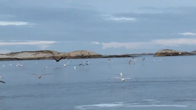 Eagles, animals can see prey from thousands of meters high смотреть онлайн