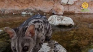 Приключения генетты. Анонс. Канал В Мире Животных