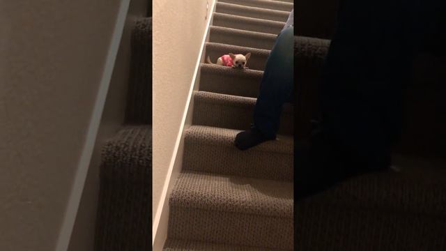 My little Apple-head chihuahua can’t jump down the stairs смотреть онлайн